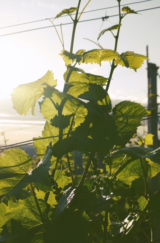 Vignes